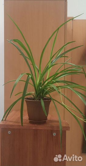 Хлорофитум