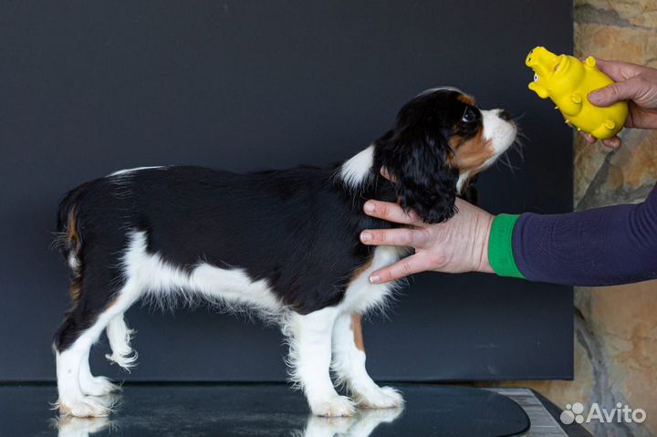 Девочка триколор