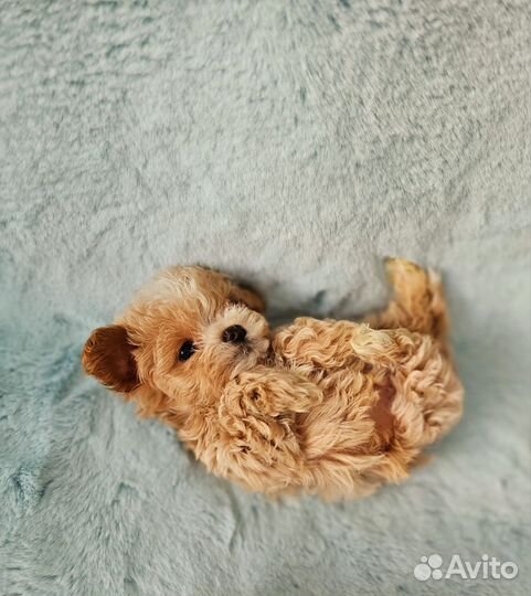 Мальтипу мини micro f1