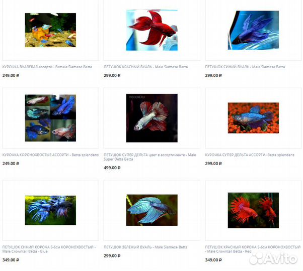 Рыбки петушки в ассортименте. Магазин