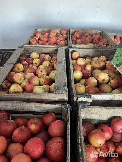 Яблоки домашние