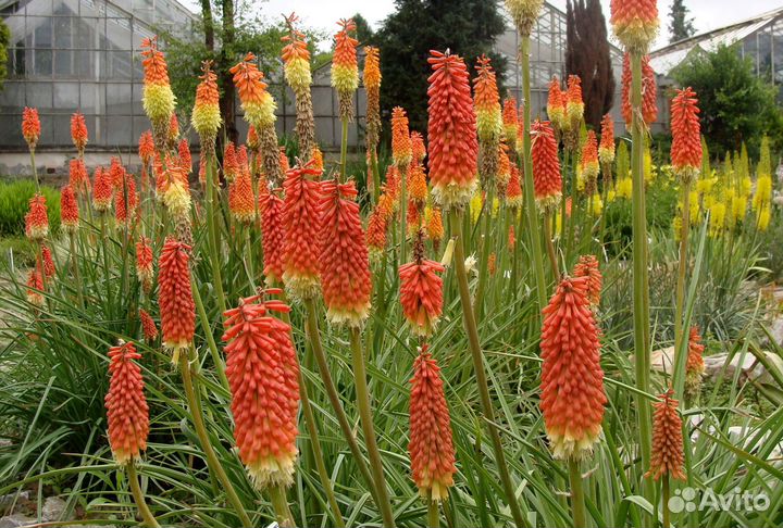 Декоративные цветы, семена, большой выбор