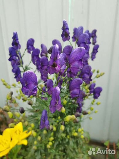 Многолетние цветы