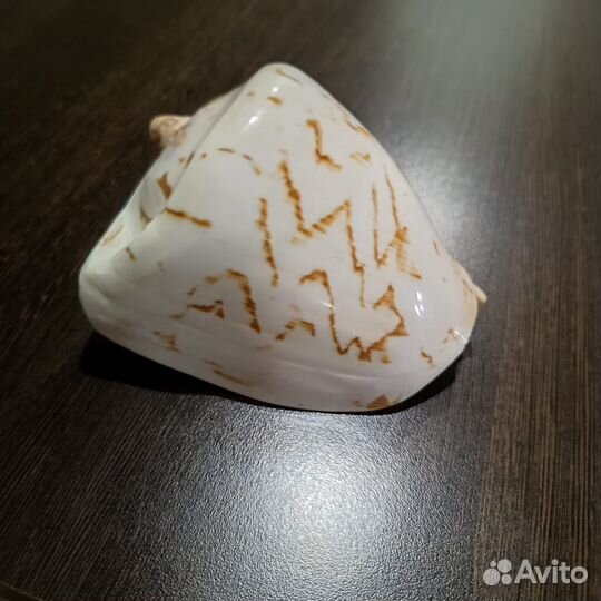 Ракушка морская большая