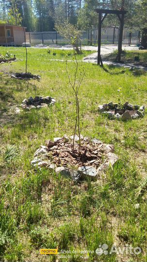 Благоустройство участка