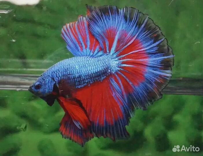 Рыбка петухи и самочки