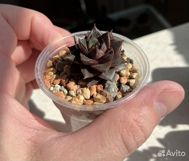 Детки суккулентов в стаканчиках. Эхеверии, седумы