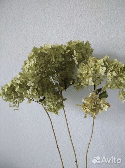 Колосья пшеницы, сухоцвет, гортензия