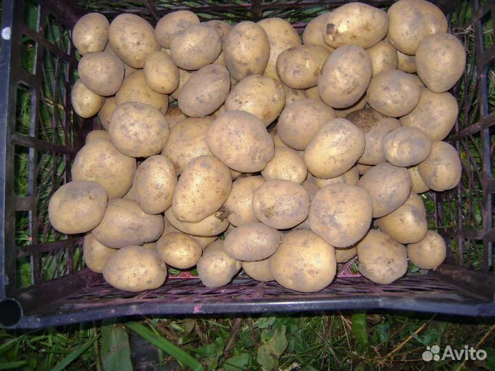 Семенной картофель