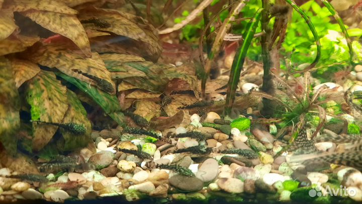 Сомики анцитрус и улитки Покемоны (молодь)