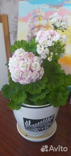 Пеларгония розебудная