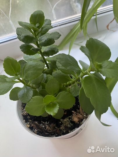 Комнатные растения цветы