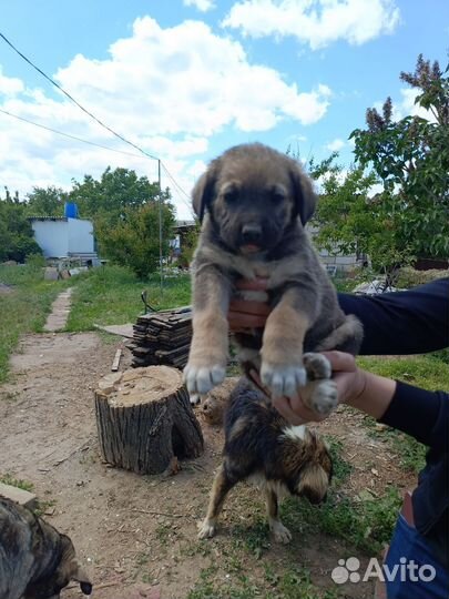 Щенки Алабая помесь