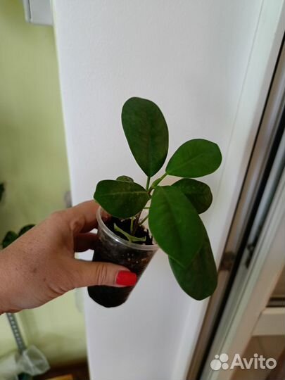 Фикусы, Шефлера