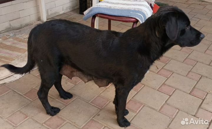 Собаки щенки лабрадор