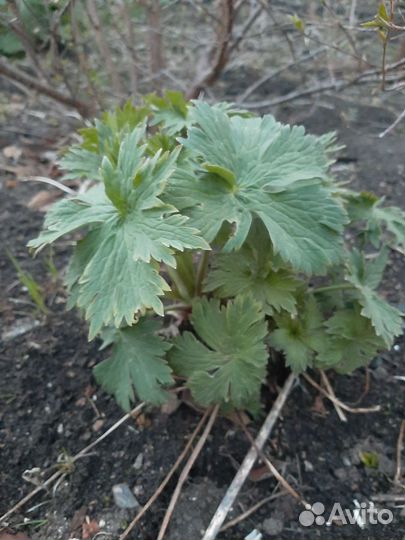 Цветы многолетники