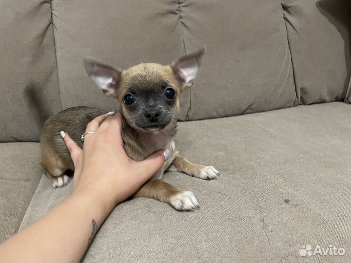 Щенки чихуахуа