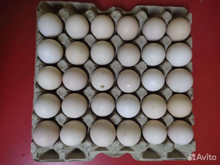 Яйцо куриное опт и розница