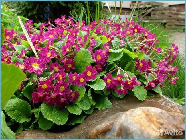 Примула многолетняя бордовая