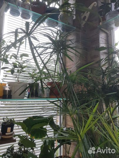 Циперус, водный гиацинт