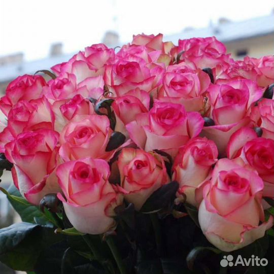 Живые розы, букеты, композиции. Доставка