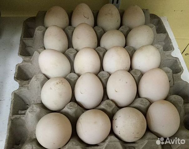 Утиные яйца