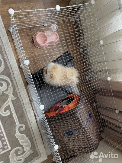 Щенок шпица