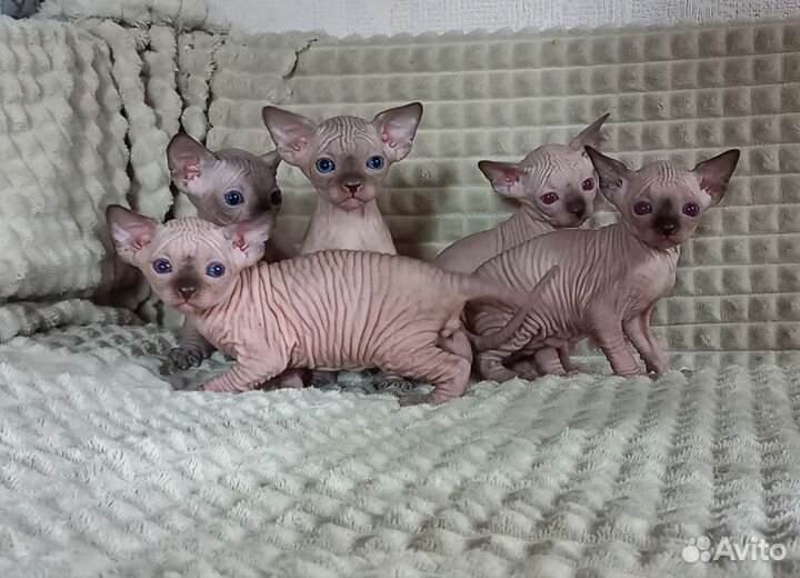 Канадский сфинкс