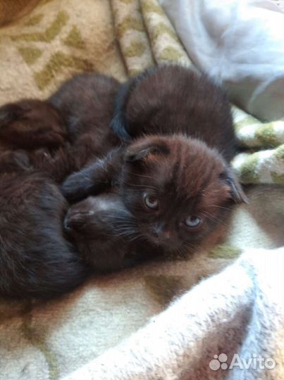 Отдам в добрые руки, вислоухих котят