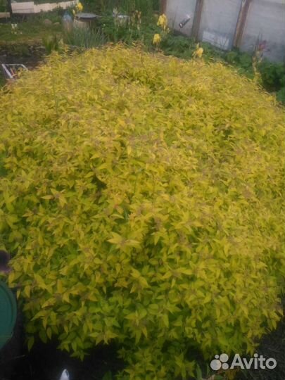 Спирея литл голд