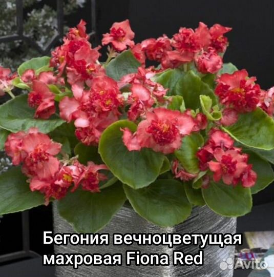 Бегония вечноцветущая