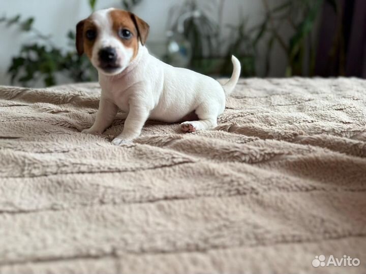 Щенки джек рассел терьер девочка