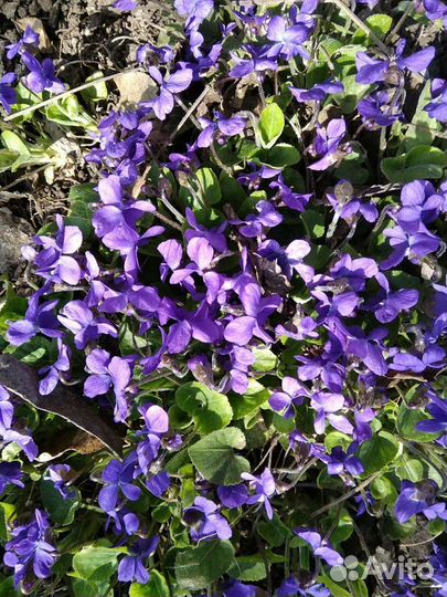 Первоцветы в саду