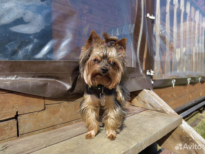 Йоркширский терьер вязка мальчик
