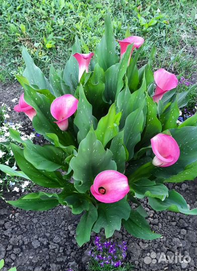 Клубни каллы Пикассо