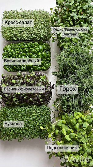 Микрозелень