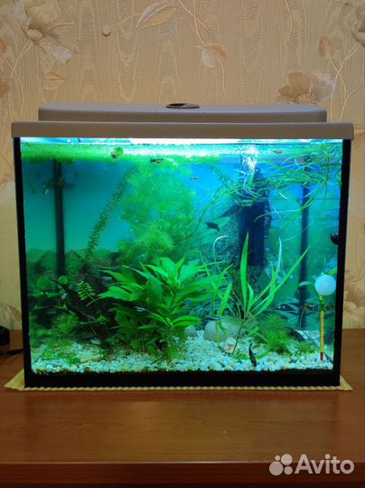 Аквариум 50 литров