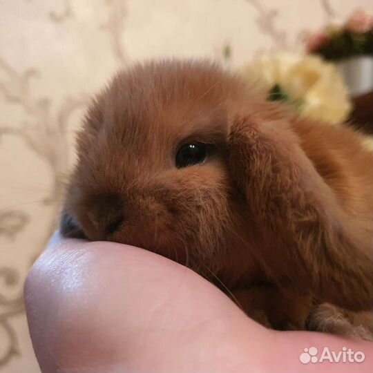 Карликовый барашек