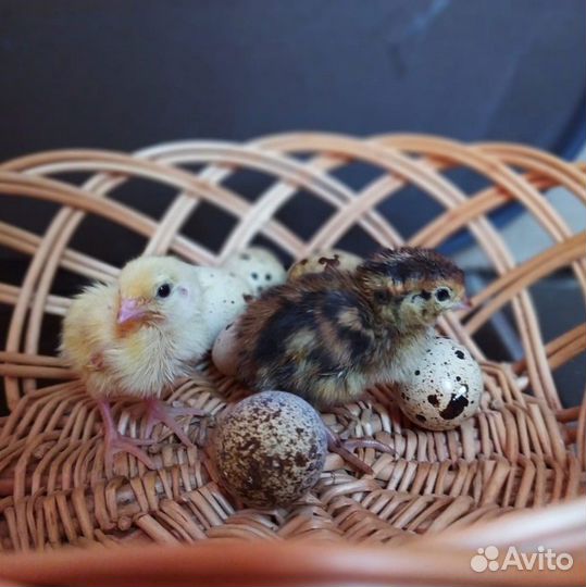 Перепелиное мясо, яйца