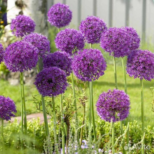 Лук декоративный Purpl Sensation