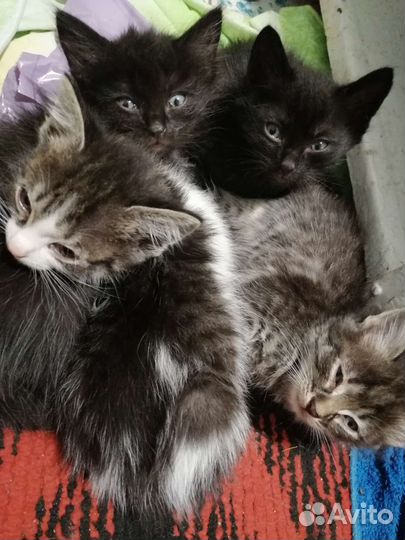 Котята в добрые руки