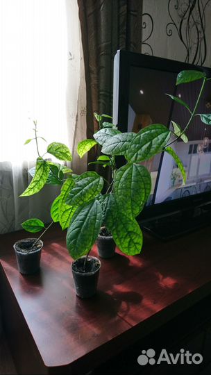 Клеродендрум Томпсона