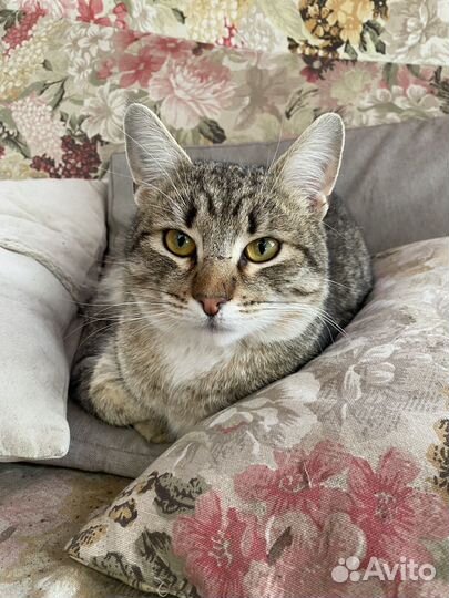 Котик в добрые руки