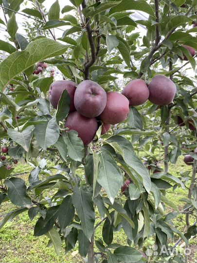 Джаромин яблоки