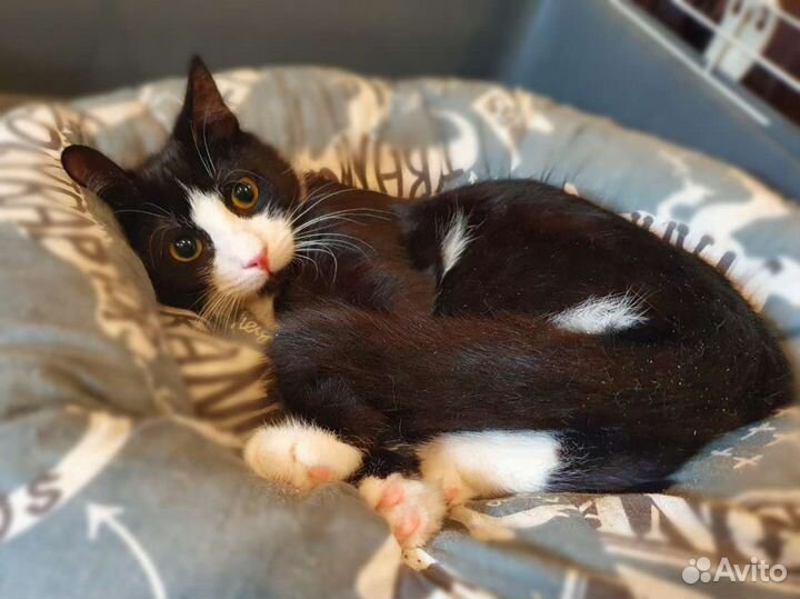 Скромный котенок