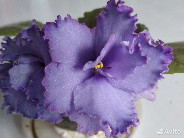 Фиалка цветущая