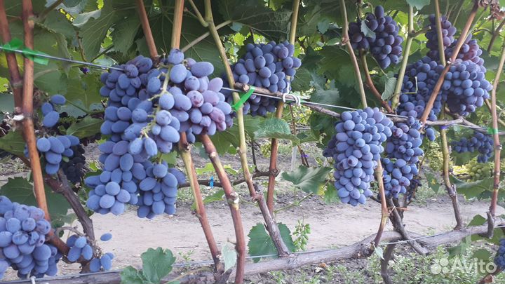 Саженцы винограда