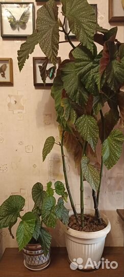 Бегония макулата