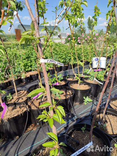 Черешня и вишня