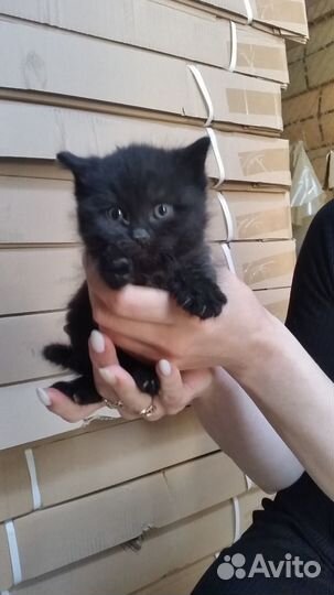 Котята (котики, котенок) в добрые руки. Бесплатно